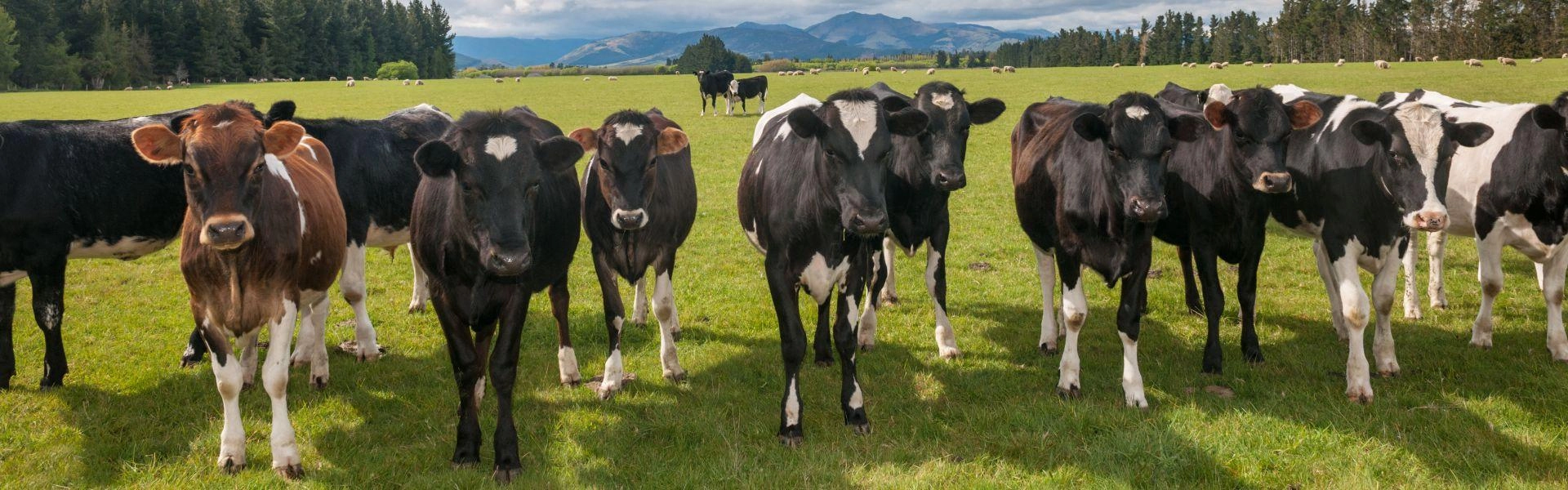 Vacas no campo.