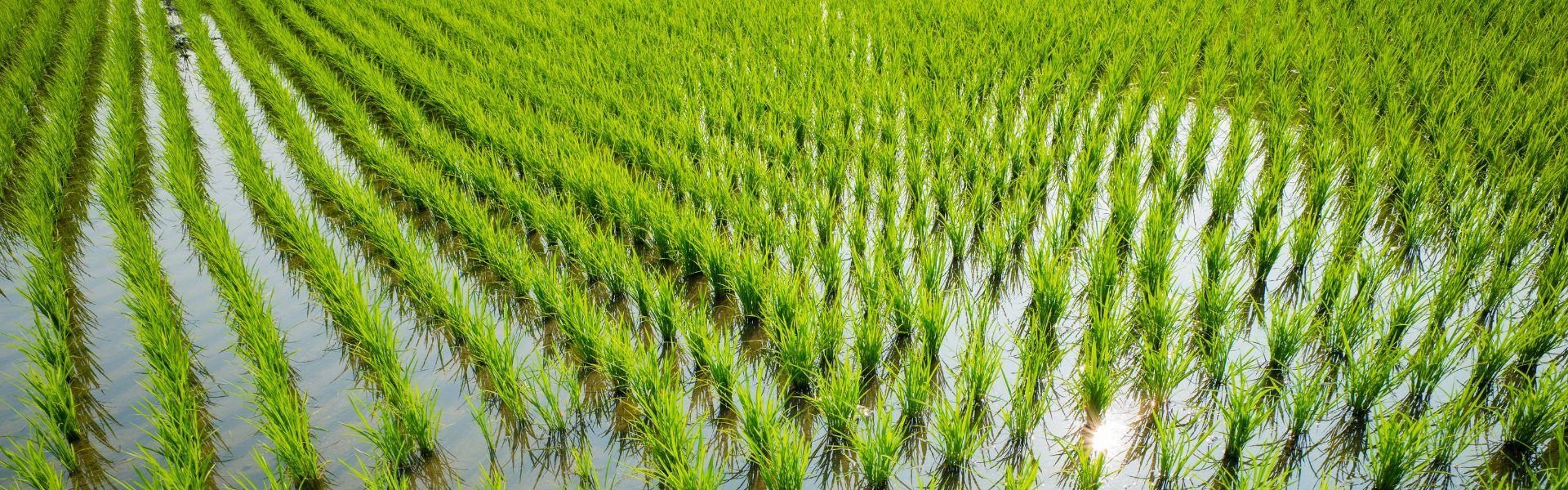 Cultivo de arroz durante o novo plano safra.