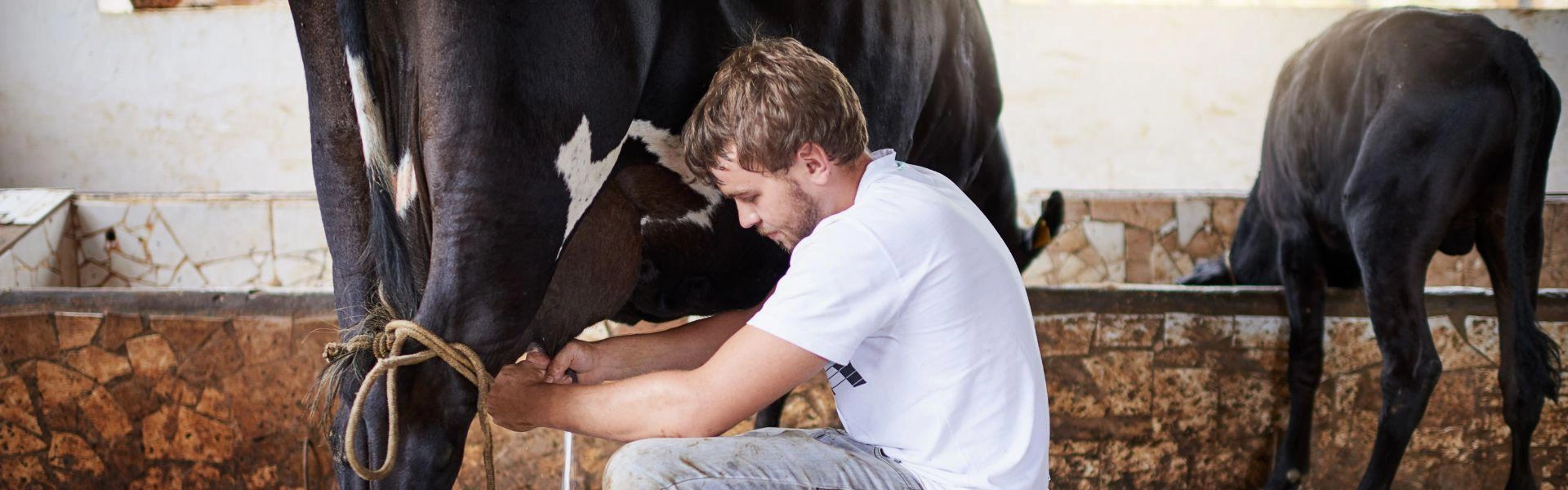 Produtor tirando leite de vaca.