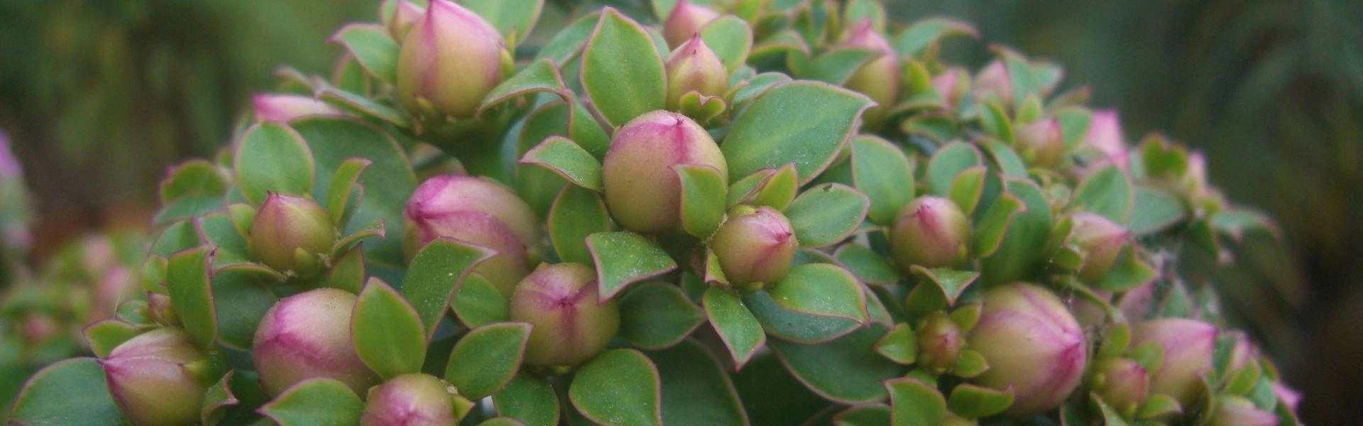Flor da Ora-pro-nóbis, uma planta alimentícia não convencional.