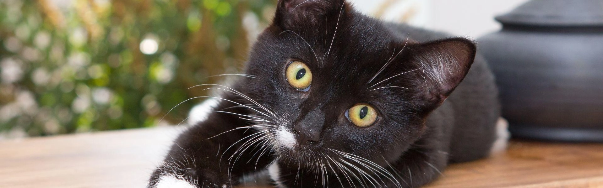 Gato de pelagem preto e branco olhando para a câmera.