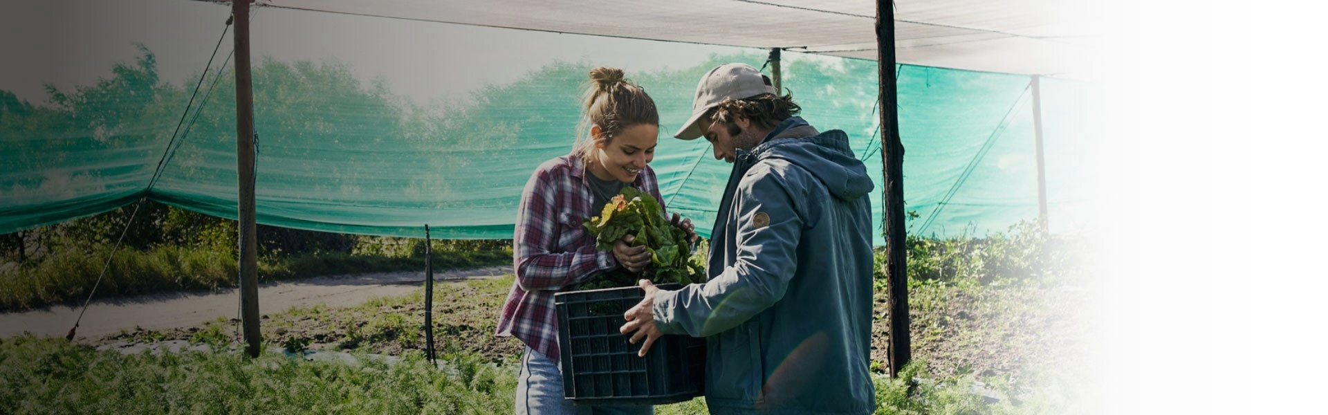 Homem branco segurando uma caixa de hortifruti enquanto uma mulher branca olha as verduras dentro da caixa.