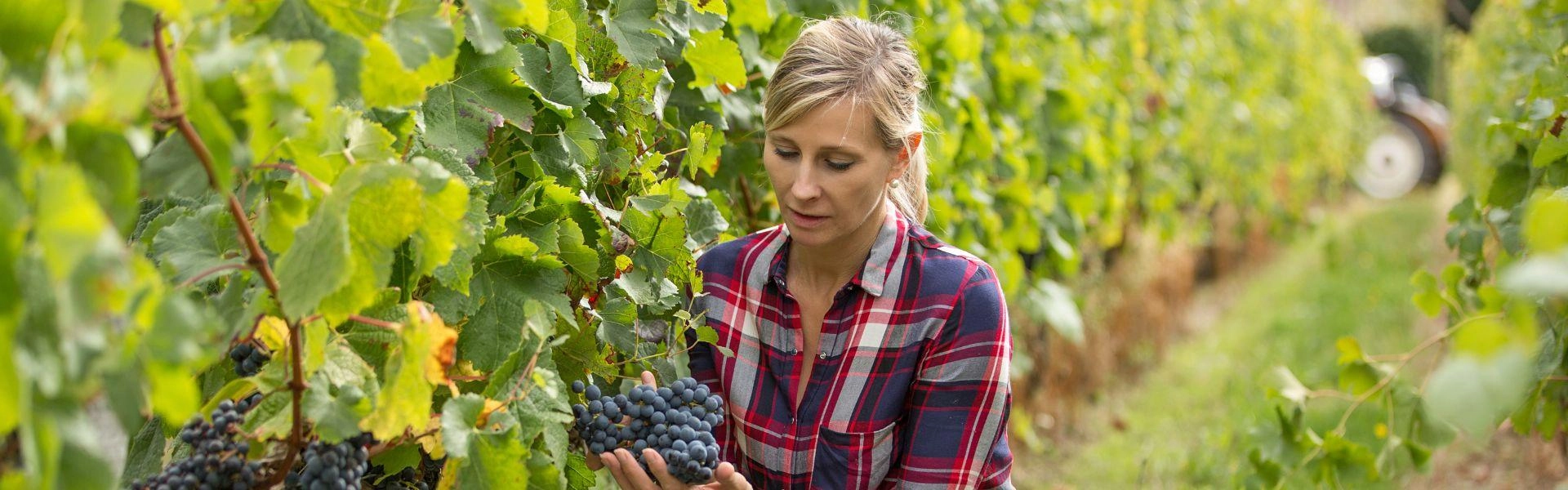 Mulher branca colhendo uvas.