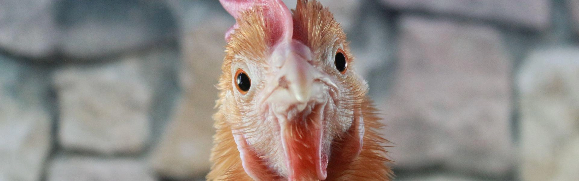 Galinha olhando para a câmera.