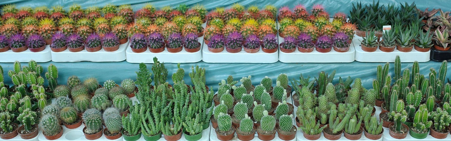 Plantas sendo exibidas em um balcão.