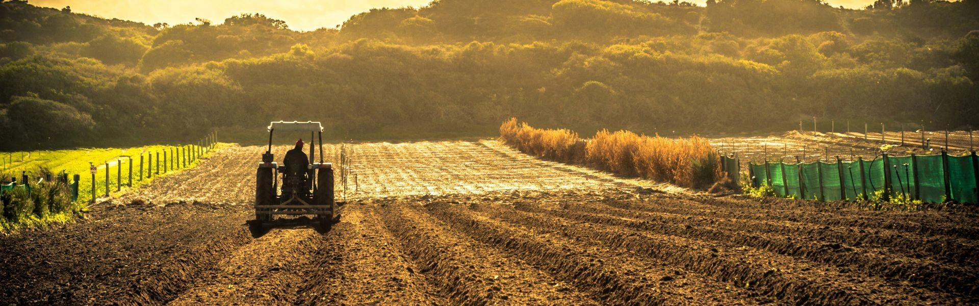 Máquina agrícola preparando terreno para plantio.