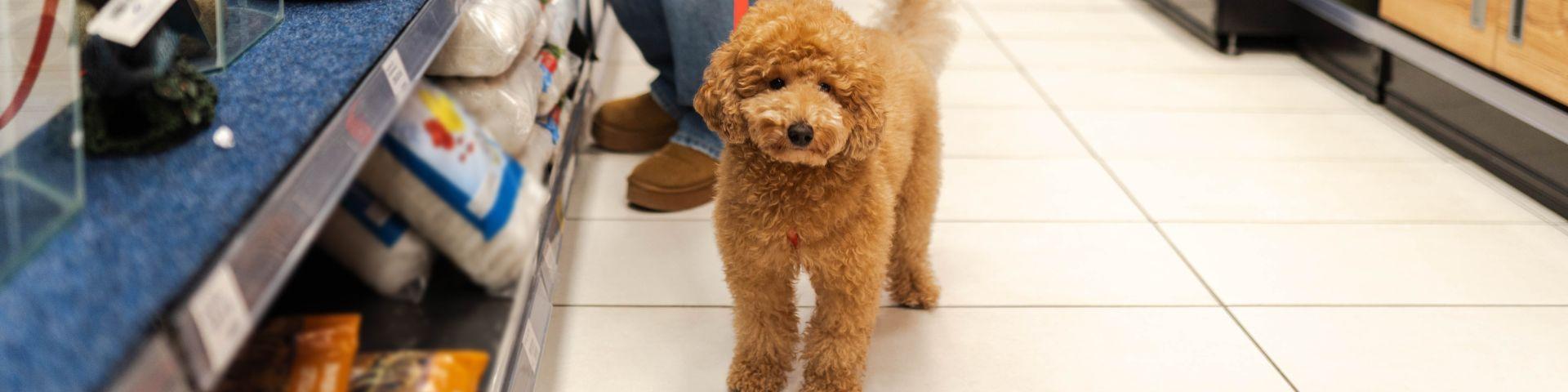 Cachorro fofo e peludo em uma loja de ração, destacando a importância de animais de estimação na vida das pessoas.