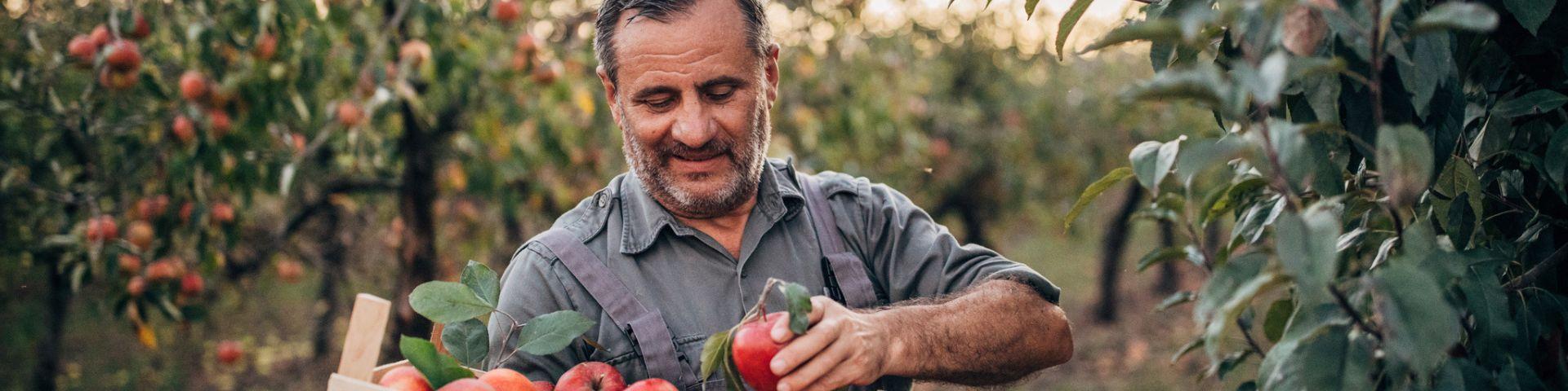 homem colhendo maçãs em pomar, expressão de satisfação na agricultura, trabalho na fazenda de frutas, agricultura sustentável